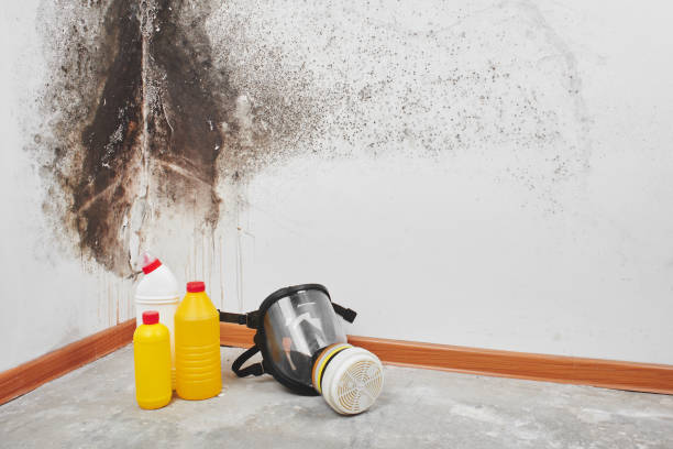 Mold Removal Process in Mars, PA