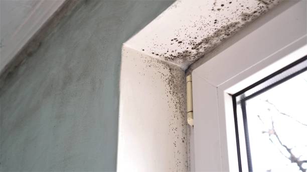 Best Local Mold Removal Service  in Mars, PA