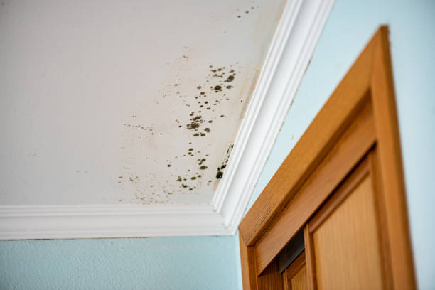 Best Professional Mold Removal  in Mars, PA