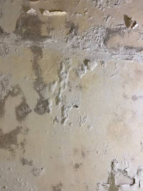 Best Residential Mold Removal  in Mars, PA