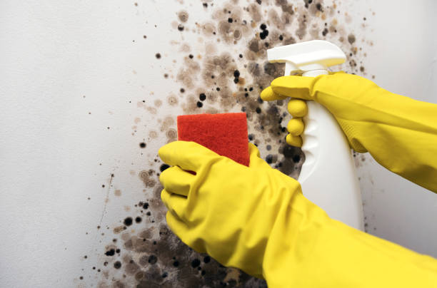 Best Mold Damage Repair  in Mars, PA